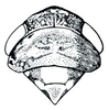 Head: Paraphlepsius humidus, head, pronotum, and mesonotum, dorsally. (Observation).