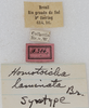 CollectionObject 1532219; NMW 18306, 049aa658-2428-497c-9358-395abb455ec7: labels (syntype). (CollectionObject).