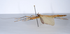CollectionObject 1590066; 5ec2418e-ebf8-405e-a39f-7e0f95fe1356: copyright MNHN, Paris. female, lateral view (holotype). (CollectionObject).