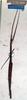 CollectionObject 1561646; NMW 349, 4c1bbda6-ad5e-4601-9742-4a505b7d719d: copyright NMW, Vienna. female (syntype). (CollectionObject).