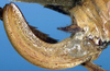 CollectionObject 1532428; 697e4885-e804-4478-91cc-c5fe4e95305a: female ovipositor (holotype). (CollectionObject).