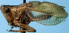 CollectionObject 1533079; 5935ca19-0c71-4fa6-8d79-eed190d899dd, USNM 2630: male, lateral view (holotype). (CollectionObject).