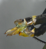 Temnomastax tigris (Burr, 1899): ovipositor, during mating in captivity. (Otu).
