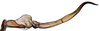 Connective: Scaphoideus omani, connective, laterally (INHS). (Observation).