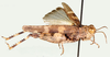Trilophidia conturbata (Walker, 1870): dorso-lateral view. (Otu).