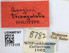 Other on Gargara (Gargara) triangulata Funkhouser, 1918: (Observation).