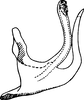 Aedeagus, lateral view on Ahmedra distincta Dworakowska & Viraktamath, 1979: Aedeagus (A. distincta Dwor. & Virakt.), lateral view. (Observation).