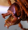 CollectionObject 1503239; MBBJ 3224696, cd65970e-4160-41e0-bd48-6dcd27387d31: male cerci. (CollectionObject).
