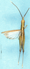 CollectionObject 1501316; 8c005e02-2291-445d-8fd0-4eb826a6677f: male, dorsal view (holotype). (CollectionObject).