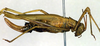 CollectionObject 1502654; f660cccb-8781-4603-ad08-87db2e26b7a8: female, lateral view (paralectotype). (CollectionObject).