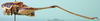 CollectionObject 1501696; 4b1bb2de-898e-4927-9743-95675620672f, DORSA BTeupwerS01: male, lateral view. (CollectionObject).