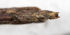 CollectionObject 1561325; NMW 212, 61f808f3-c8d6-49c6-ae8b-b0529a91759e: copyright NMW, Vienna. female: end of abdomen, ventral view (holotype). (CollectionObject).