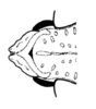 Phaeoparia lineaalba lineaalba (Linnaeus, 1764): Fig. 55. female fastigium, dorsal view. (Otu).