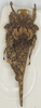CollectionObject 1577223; 388d2b18-a1ca-45a3-980b-39d3ffd46ae6: female, dorsal view. (CollectionObject).