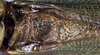CollectionObject 1517119; a5c89bba-3fbd-4906-85e2-967f507918c1: male, stridulatory area (syntype). (CollectionObject).