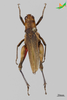 CollectionObject 2274541; Unioeste Cascavel K-1265, 443cc570-b244-4635-a940-75455d1fc545: Female, dorsal view. (CollectionObject).