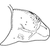 Pygofer, lateral view on Anufrievia confluensa Tan, Jiang & Song, 2021: (Observation).