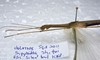 CollectionObject 1576310; 337f3538-6dff-4ea9-9955-be42d7bfc765: copyright SPM, Kinabalu. female: head & thorax, lateral view (holotype). (CollectionObject).