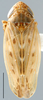 Habitus, dorsal view: Hardya turanica, dorsal habitus (INHS). (Observation).