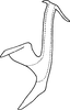 Aedeagus, lateral view on Ciudadrea colorata (Lindberg, 1936): Aedeagus, lateral view. (Observation).