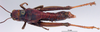 CollectionObject 1530807; 8f9f72ad-fd23-4917-92d6-2e1730d5b14f: female, dorsal view (syntype). (CollectionObject).