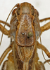 CollectionObject 1536008; 3dc16be7-772f-4bdf-b6db-7a83d590b6f5: male pronotum, dorsal view (paratype). (CollectionObject).