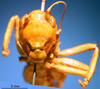 CollectionObject 1530648; 8922be82-7985-4b58-b6e1-9770597bb95a, DORSA SSametibS01: male, frontal view (holotype). (CollectionObject).