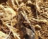 Ctenodecticus ramburi Morales-Agacino, 1956: male (Jaén, Hornos). (Otu).