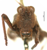 CollectionObject 1577160; OUM Type Orth 682, 736eb9a9-92c9-4d0d-91e2-bfd762dcb740: female, frontal view (syntype of Phaestus insularis). (CollectionObject).