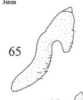 Pygofer appendages: !! display not done !! on Microcentrus diabolus Cryan, Robertson & Deitz, 2004: (Observation).