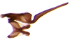 Connective on Arapona vallea DeLong, 1979: Male holotype [OSU]: connective and style, dorsal view. (Observation).