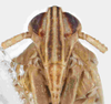 Head: !! display not done !! on Stenocranus (Codex) similis Crawford, 1914: (Observation).