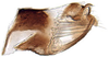 Pygofer, lateral view: Neoaliturus carbonarius, pygofer, laterally (INHS). (Observation).