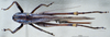 CollectionObject 1537872; 1e5469a5-a80a-4a46-b4c1-bf685763a101: female, dorsal view. (CollectionObject).