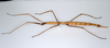 CollectionObject 1558330; 843128b7-baa7-496b-81ae-db49fd24487f: copyright ZMUH, Hamburg. female, lateral view of synonym Eustygera godeffroyi (syntype). (CollectionObject).