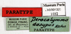 CollectionObject 1587161; MNHN(SF IMPORT DUPLICATE) MNHN-EP-EP1032, be31baa7-c705-4844-9153-5aa23bcde448: CC BY-NC-ND 4.0/MNHN - Depraetere Marion - 2014. Paratype, female, of dasypus Rehn, 1933. Specimen number: MNHN-EP-EP1032. http://coldb.mnhn.fr/catalognumber/mnhn/ep/ep1032. (CollectionObject).