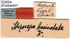 CollectionObject 1500402; 4d8841a0-22f1-464c-84ca-907c9f03ad51: labels (syntype). (CollectionObject).