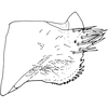 Pygofer, lateral view on Drabescus vitreus Schmidt, 1926: Pygofer, lateral view. (Observation).