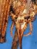 CollectionObject 1578133; d9260838-946f-4f33-bd21-57ff6da936e3: female subgenital plate. (CollectionObject).