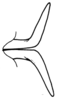 Scotussa daguerrei Liebermann, 1947: Fig. 103. apical valves of penis, dorsl view. (Otu).