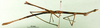 CollectionObject 1500892; 15631d0a-a3a3-477d-8e4b-68bf89e1c7d1: male, lateral view (holotype of Corynorhynchus ruficornis). (CollectionObject).