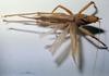 CollectionObject 1505632; 4a28186c-e69c-48d3-a349-4bbc23c22989: female habitus dorsal view (holotype). (CollectionObject).