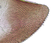 Gonoplac on Coarctana nigromedia Domahovski & Cavichioli, 2023: Female paratype [DZUP]: apical portion of gonoplac, lateral view. (Observation).