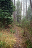 Ctenomorpha marginipennis (Gray, 1833): copyright P.D. Brock. habitat, South Australia: Mt. Lofty, Fbruary 2007. (Otu).