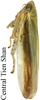 Habitus, lateral view: !! display not done !! on Taurotettix (Callistrophia) elegans subornatus (Mitjaev, 1971): from Central Tien Shan. (Observation).