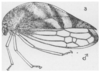 Habitus, lateral view on Cyrtolobus arcuatus (Emmons, 1855): (Observation).