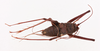 CollectionObject 2066579; NHMUK015982437, a09d97a7-2f15-4b4f-90ef-8b2a39f167a5: dorsal view (paratype). (CollectionObject).