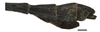 CollectionObject 1596259; c080a2c0-23b7-4f23-8529-3a7507e2a5fb: copyright NKUM Nankai. male: end of abdomen, lateral view (paratype). (CollectionObject).