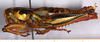 CollectionObject 1499454; bf51df98-96a3-48c6-a277-554f085b9b20: male, lateral view (holotype). (CollectionObject).