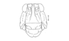Eremopachys bergii Brancsik, 1901: Fig. 213. female head, frontal view. (Otu).